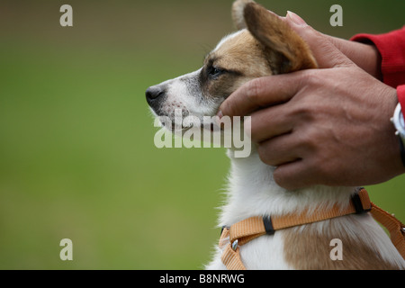 Detail Jack Russell Terrier with Owner s Hands Sydney Australia Stock Photo