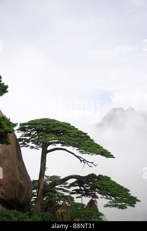 China Anhui Mt Huangshan Welcoming Guest Pine Stock Photo