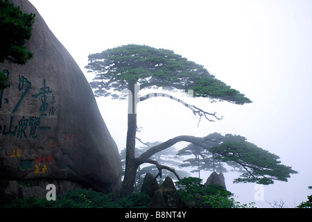 China Anhui Huang Shan or Yellow Mountain Welcoming Guest Pine tree growing on steep mountainside Stock Photo