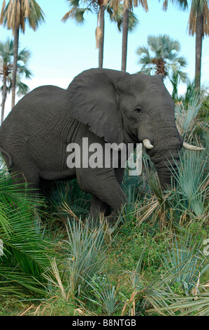 Large Elephant in greenery in Botswana Stock Photo