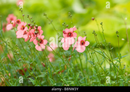 Diascia, pink flowers Stock Photo