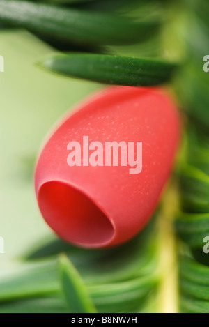 Yew Tree (Taxus baccata), close-up Stock Photo