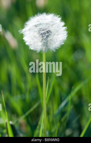 Dandelion seed head Stock Photo