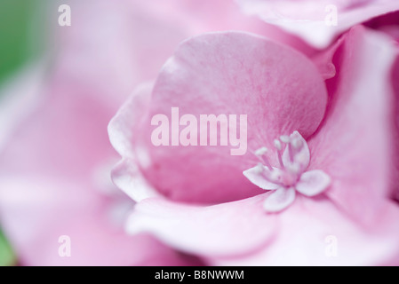 Pink hydrangea flower, extreme close-up Stock Photo
