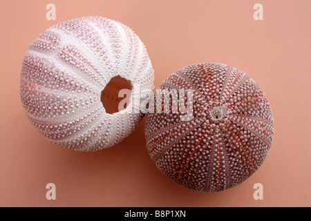 Two Sea Urchin Shells Stock Photo