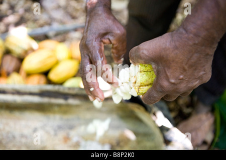 Cocoa farmer, Dominican Republic Stock Photo