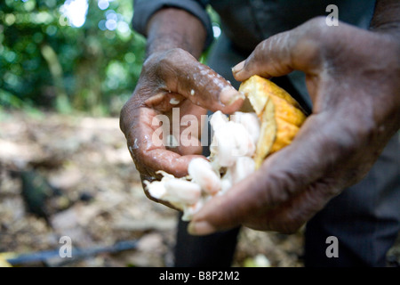 Cocoa farmer, Dominican Republic Stock Photo