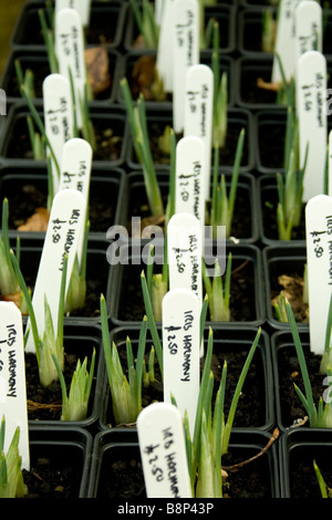 Iris plants in a  nursery / garden centre - they are labelled up and ready for sale. Stock Photo