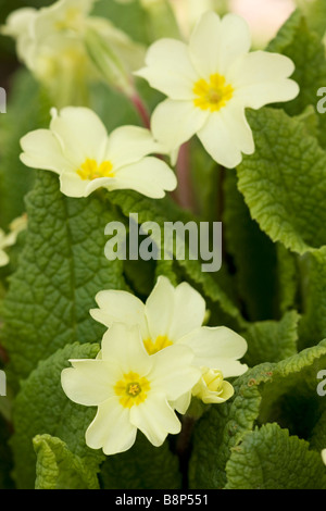 Yellow primroses (Primula vulgaris) in bloom in early Spring in the South of England, UK Stock Photo