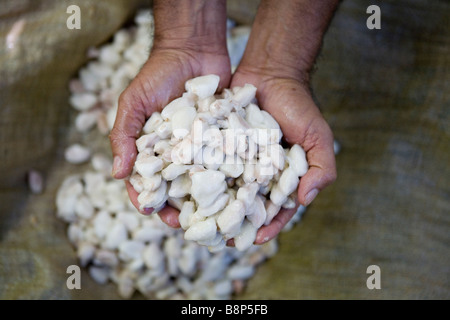 Cocoa farmer, Dominican Republic Stock Photo