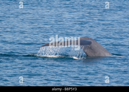 Blue Whale Fluke 1 Stock Photo