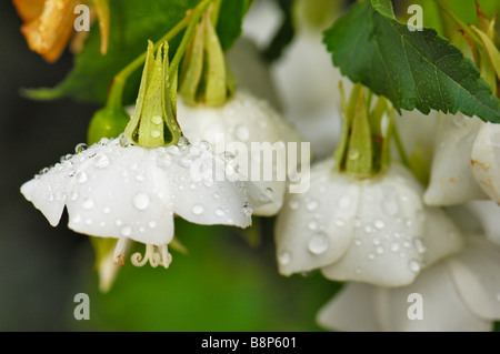 Fragrant Dombeya tiliacea flowers adorned with raindrops Stock Photo