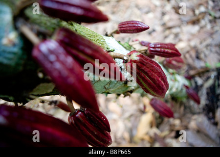 Cocoa farmer, Dominican Republic Stock Photo