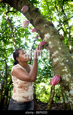 Cocoa farmer, Dominican Republic Stock Photo