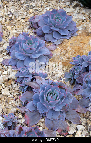 ECHEVERIA AFTERGLOW AT RHS WISLEY GARDEN UK Stock Photo
