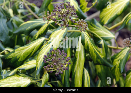 HEDERA COLCHICA SULPHUR HEART AGM SYN H PADDYS PRIDE Stock Photo