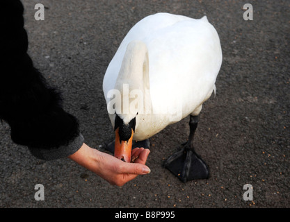 Feeding a mute swan by hand at The WWT Arundel Wetland Centre in West Sussex Stock Photo