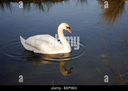 A mute swan at the WWT Arundel Wetland Centre in West Sussex Stock Photo
