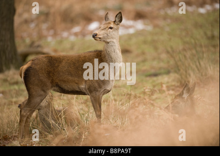 Red Deer in clearing Stock Photo