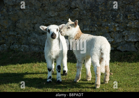 Spring lambs Stock Photo