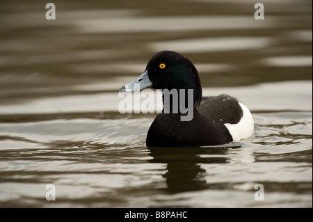 Tufted Duck Aythya fuligula Swimming Stock Photo