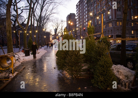 Christmas trees for sale in uptown Manhattan, New York City Stock Photo: 22619081 - Alamy