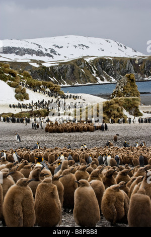 Right Whale Bay, South Georgia Island, UK - King Penguin Colony with chicks Stock Photo