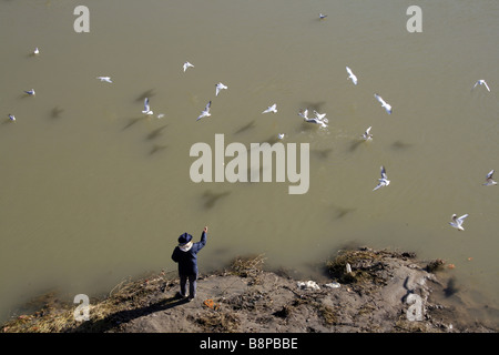 old man feeding flock of birds on tiber river in rome Stock Photo