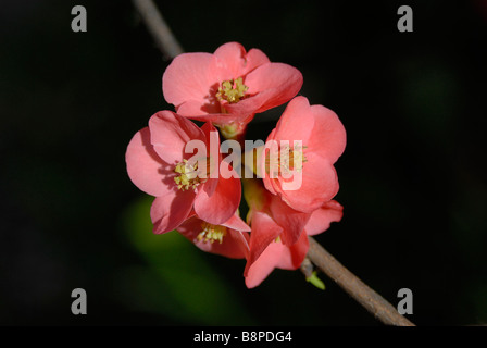 Quince bloosoms, in spring 'Cydonia oblonga' Stock Photo