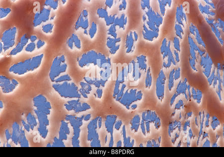 abstract pattern Stock Photo