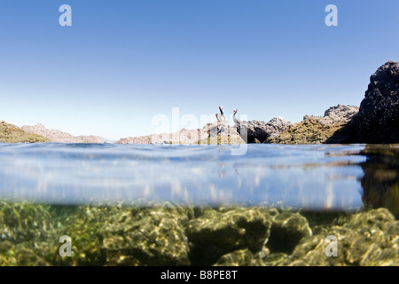 Brown Pelican from Water Level Stock Photo