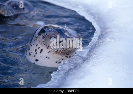 SPOTTED SEAL, OKHOTSK, HOKKAIDO, JAPAN Stock Photo