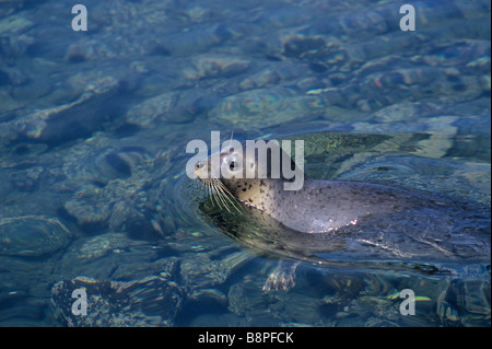 SPOTTED SEAL, HOKKAIDO, JAPAN Stock Photo