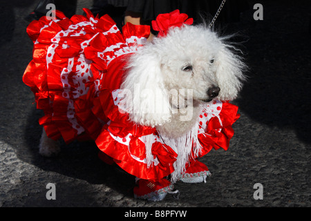 Poodle in flamenco dancer's dress at fiesta in Spain Stock Photo