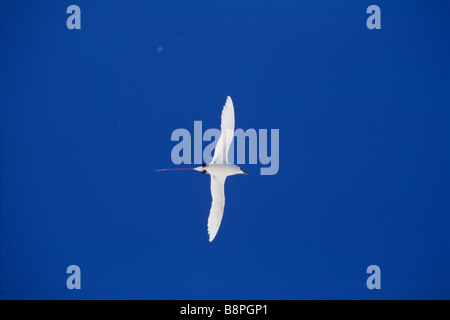 RED TAILED TROPICBIRD, MIDWAY ISLANDS, HAWAII, U.S.A. Stock Photo