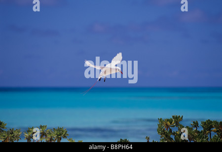 RED TAILED TROPICBIRD, MIDWAY ISLANDS, HAWAII, U.S.A. Stock Photo