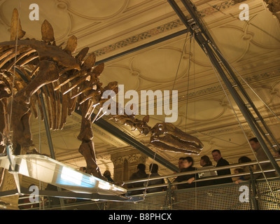 Visitors walking past a Stegosaurus skeleton in the Natural History Museum in London UK Stock Photo