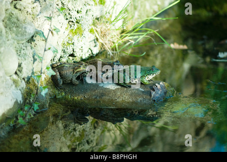 Natterjack toads sitting on rock by pond Stock Photo