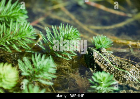 Natterjack toad swimming by parrotfeather plants Stock Photo