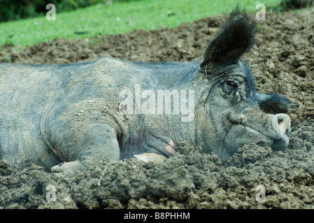 Pig lying in mud Stock Photo