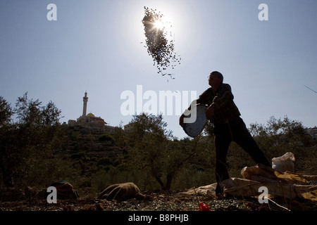 Farmer Awad Akil Khahil Farkha co operative Ramallah West Bank part of Palestinian Farmers Union PFU Stock Photo