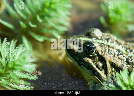 Natterjack toad swimming among parrotfeather plants Stock Photo