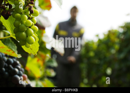 France, Champagne-Ardenne, Aube, grapes growing on vine, close-up Stock Photo