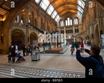 Visitor taking a picture of the Diplodocus skeleton in the central hall of the Natural History Museum London UK Stock Photo