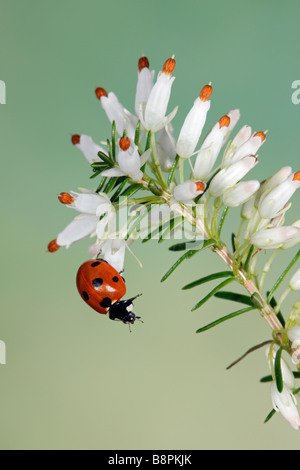Seven-spot ladybird Coccinella septempunctata Stock Photo