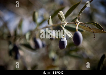 Olive harvest, Jenin, West Bank, Palestine Stock Photo