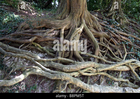 Tangled tree roots near the Silent Pool, Surrey Stock Photo