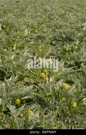 Field Of fresh raw Globe Artichokes Latin Name Cynara Cardunculus Stock Photo