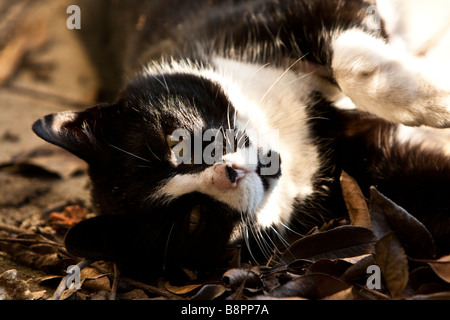 cat laying on the side and enjoy the spring sunlight Stock Photo