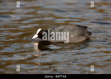 Eurasian or Common Coot, Fulica atra Stock Photo